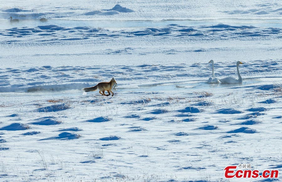 Swans and a fox are seen on the Bayinbuluke Prairie in Xinjiang Uyghur Autonomous Region. As many environmental projects have been launched, more people are engaged in protecting the natural environment and wildlife in the region. (CNS/Wang Wei)