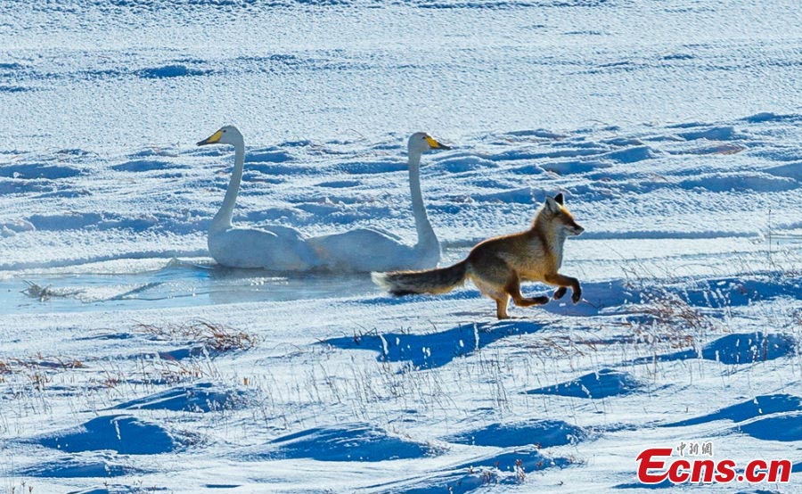 Swans and a fox are seen on the Bayinbuluke Prairie in Xinjiang Uyghur Autonomous Region. As many environmental projects have been launched, more people are engaged in protecting the natural environment and wildlife in the region. (CNS/Wang Wei)