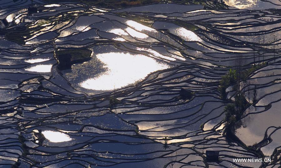 Photo taken on Jan. 26, 2013 shows the scenery of terraced fields in Yuanyang County of Honghe Hani-Yi Autonomous Prefecture, southwest China's Yunnan Province. (Xinhua/Qin Qing)