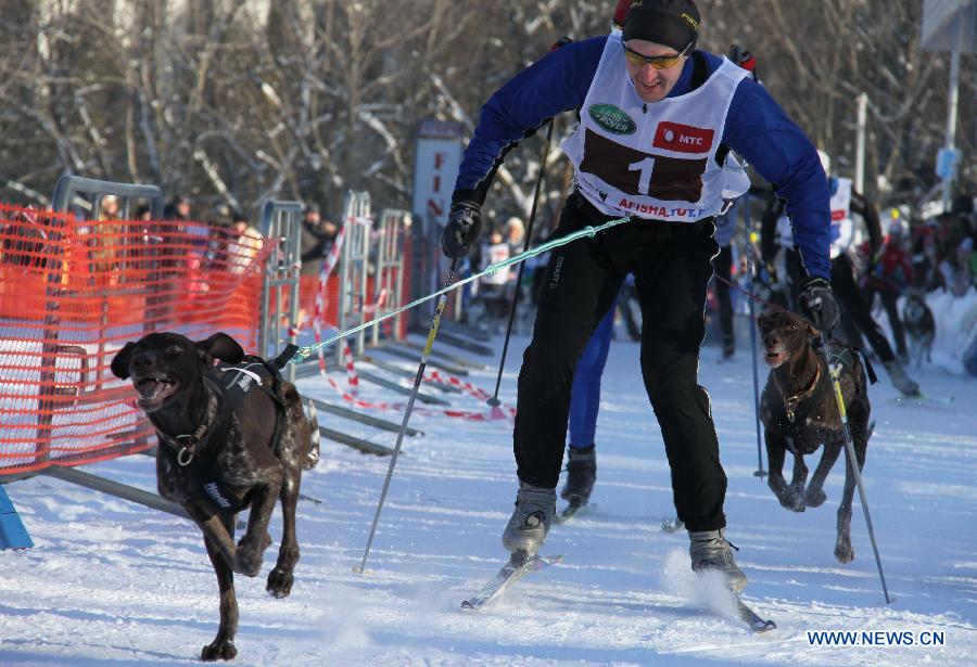 A participant competes during the third International dog sled race held at the suburbs of Minsk, Belarus, Jan. 27, 2013. About 150 participants from Belarus and neighboring Russia, Latvia and Lithuania took part in the competition. (Xinhua/Geng Ruibin)