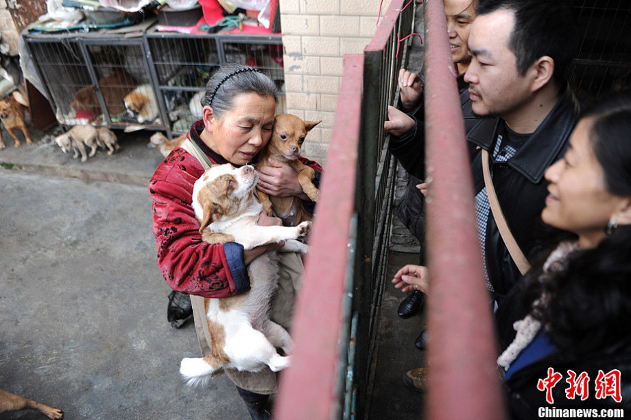 A senior citizen living in Chongqing has adopted over 100 stray dogs and 30 more cats in the past 15 years, wiping out all her savings.(photo/Chinanews)