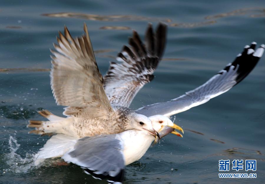 Photo taken on Jan. 28, 2013 shows a seagull snatching a small fish from a slaty-blacked gull's mouth in Qingdao, east China's Shangdong. (Xinhua/Li Ziheng)