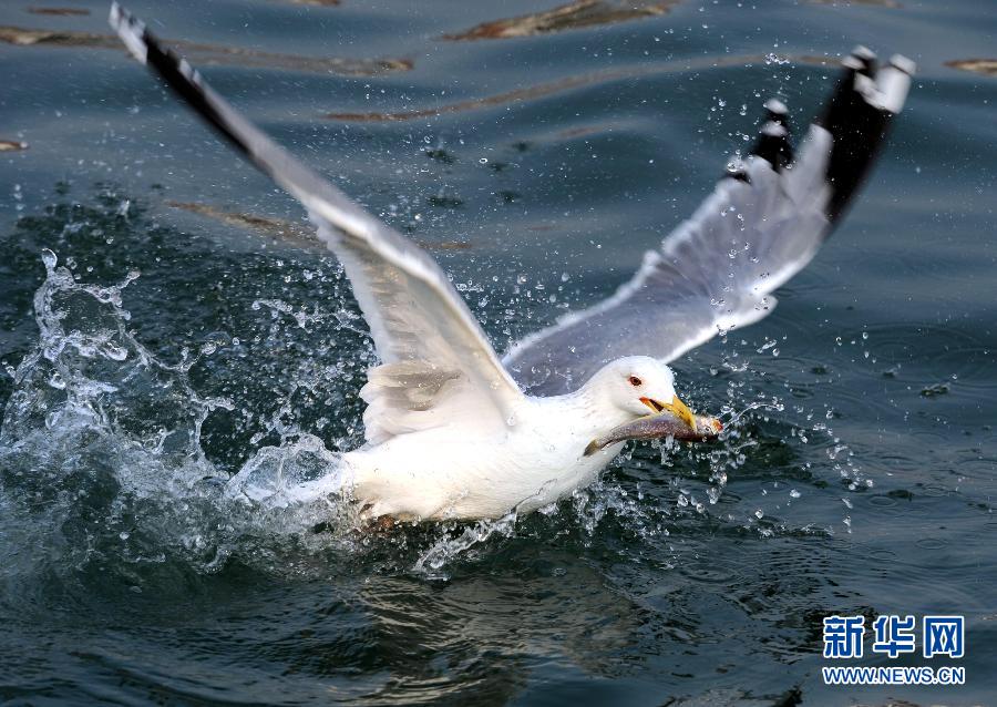 Photo taken on Jan. 28, 2013 shows a seagull snatching a small fish from a slaty-blacked gull's mouth in Qingdao, east China's Shangdong. (Xinhua/Li Ziheng)