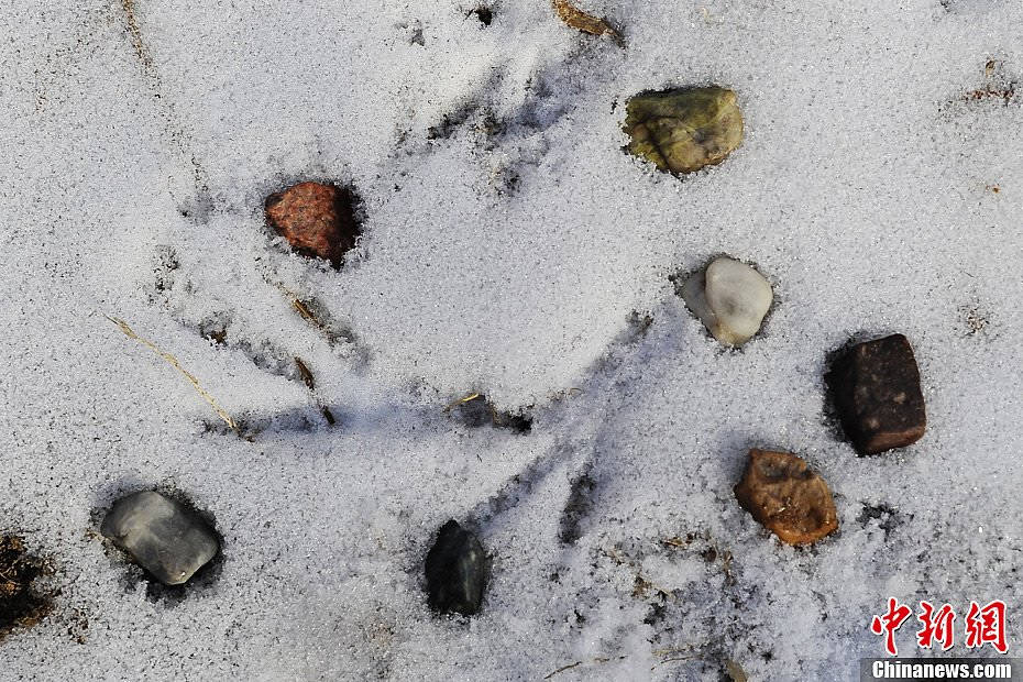 The colored stones picked by Lin during his vacations in Dunhuang, Gansu province. (Chinanews/Cui Nan)