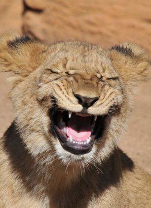 An one-year-old lion cub is snapped showing off his huge grin at the Riverbanks Zoo in Columbia, South Carolina. Amateur photographer Randy Rimland, who captured the image admits it was probably yawning. (Source: huanqiu.com)(Source: huanqiu.com)