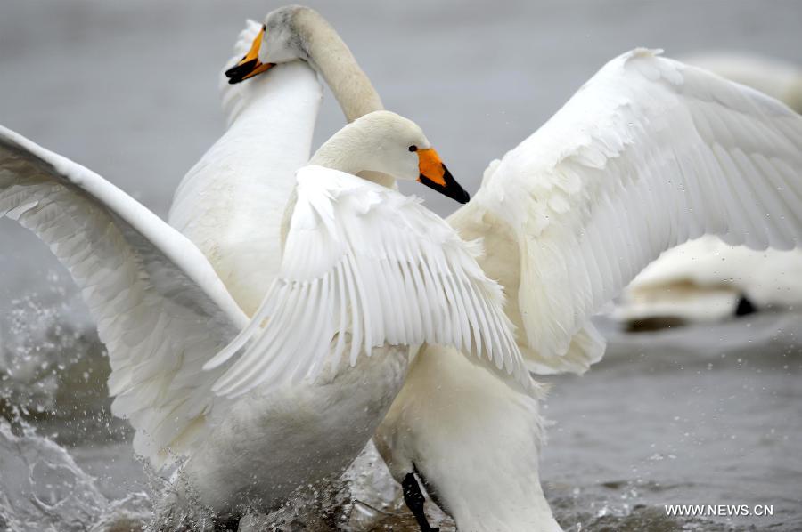 Whooper swans frolic on a wetland in Rongcheng City, east China's Shandong Province, Feb. 2, 2013. Thousands of whooper swans flying from Siberia and Lake Baikal chose to spend winter in Rongcheng thanks to its comfortable ecological environment. (Xinhua/Li Ziheng) 