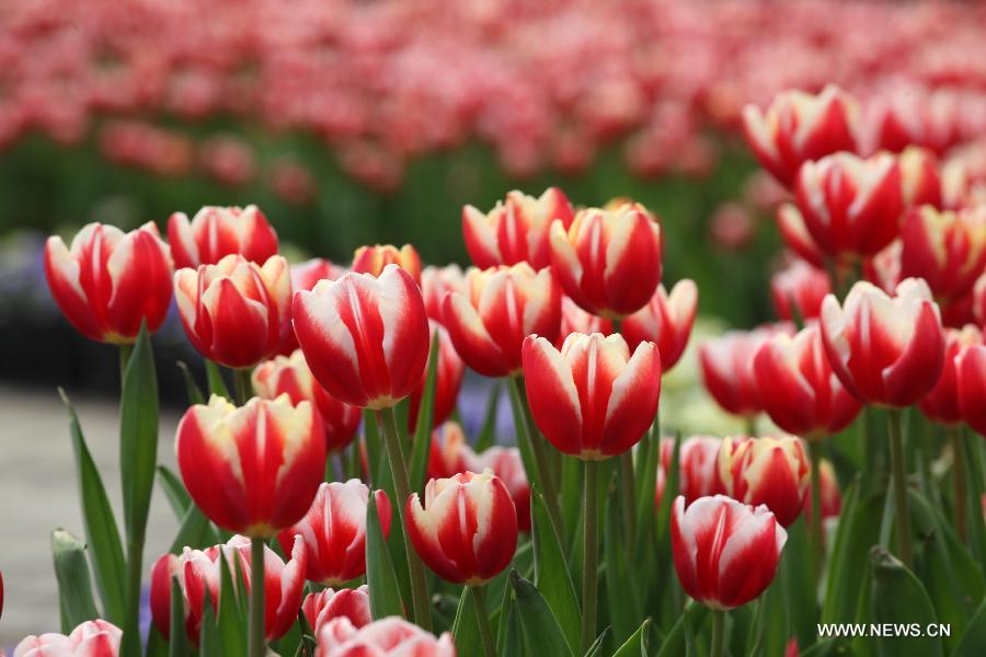 Tulips bloom during an international tulip festival in Chongqing, southwest China, Feb. 1, 2013. (Xinhua/Luo Guojia) 