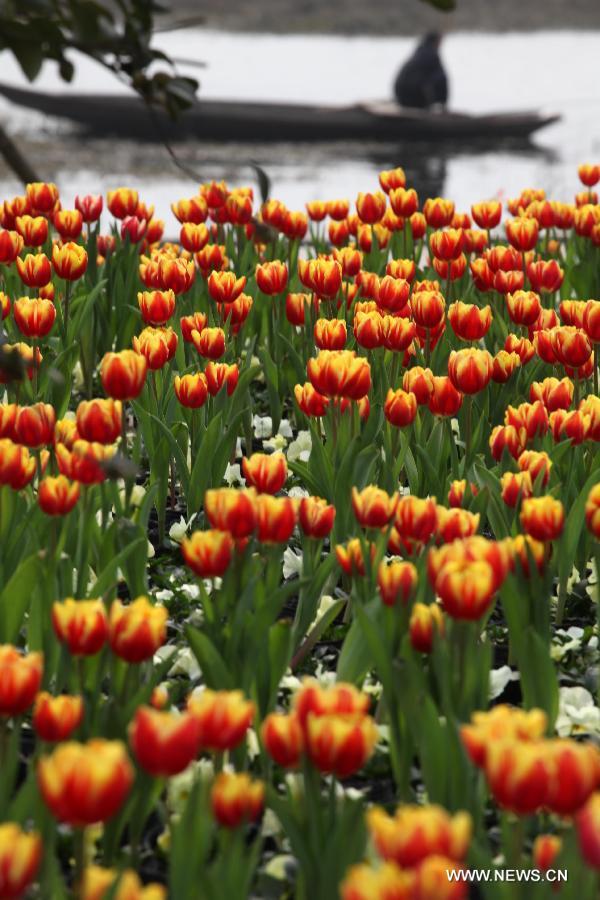 Tulips bloom during an international tulip festival in Chongqing, southwest China, Feb. 1, 2013. (Xinhua/Luo Guojia)