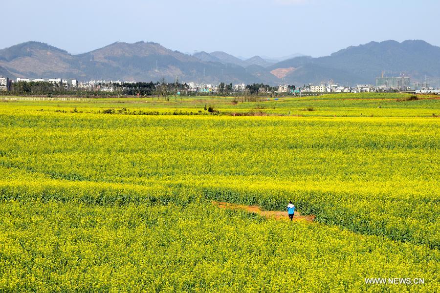 Photo taken on Feb. 3, 2013 shows the scenery of rape flowers in Luoping County, southwest China's Yunnan Province. (Xinhua/Mao Hong) 