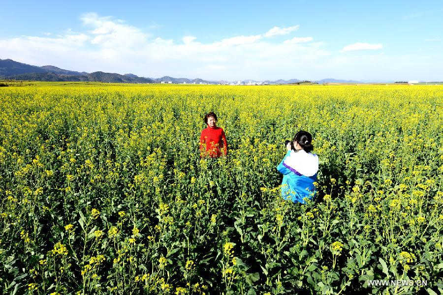 A visitor poses for photos with rape flowers in Luoping County, southwest China's Yunnan Province, Feb. 3, 2013. (Xinhua/Mao Hong) 