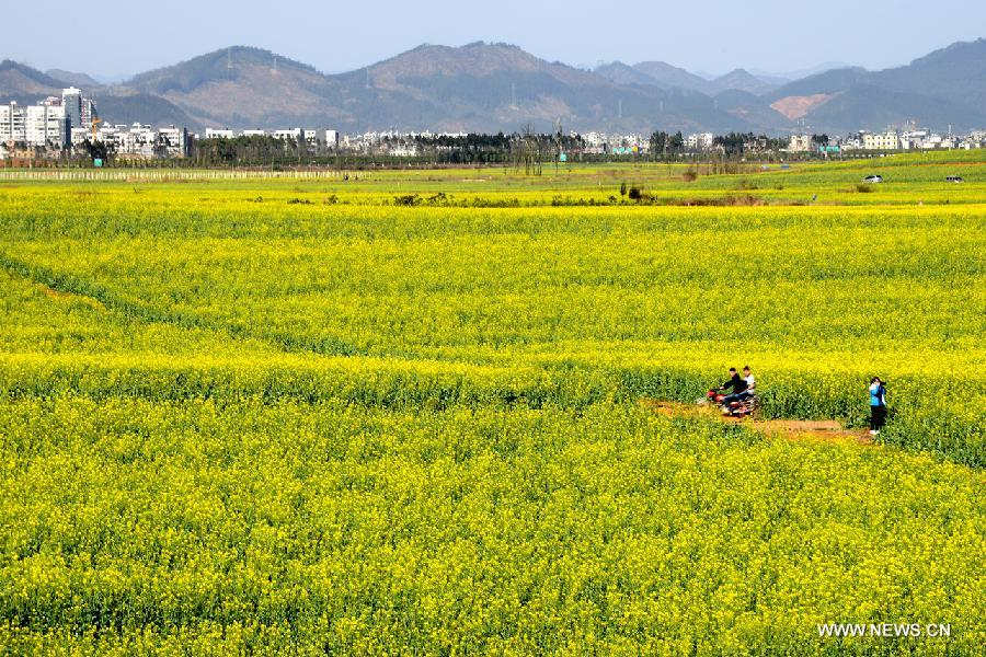 Photo taken on Feb. 3, 2013 shows the scenery of rape flowers in Luoping County, southwest China's Yunnan Province. (Xinhua/Mao Hong) 