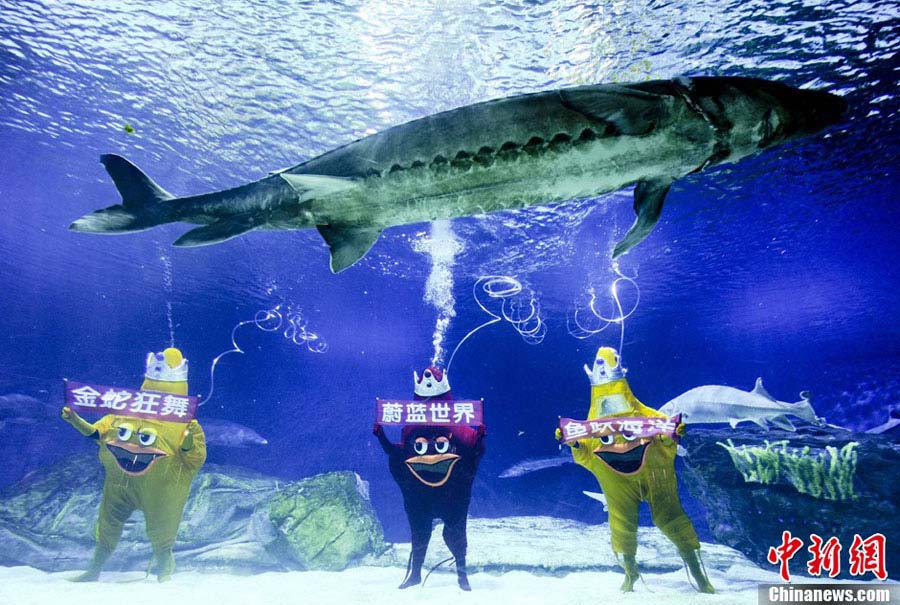 Beijing Aquarium staffers in festive costumes perform an underwater Gangnam Style dance for the upcoming Chinese Spring Festival, on Feb 5, 2013. (CNS/Lu Xin) 