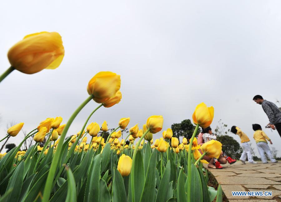 People enjoy themselves at a tulip field in the garden landscape park of Liuzhou City, south China's Guangxi Zhuang Autonomous Region, Feb. 7, 2013. (Xinhua/Li Bin)