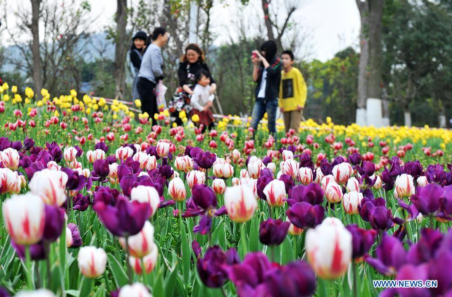 People enjoy themselves at a tulip field in the garden landscape park of Liuzhou City, south China's Guangxi Zhuang Autonomous Region, Feb. 7, 2013. (Xinhua/Li Bin)