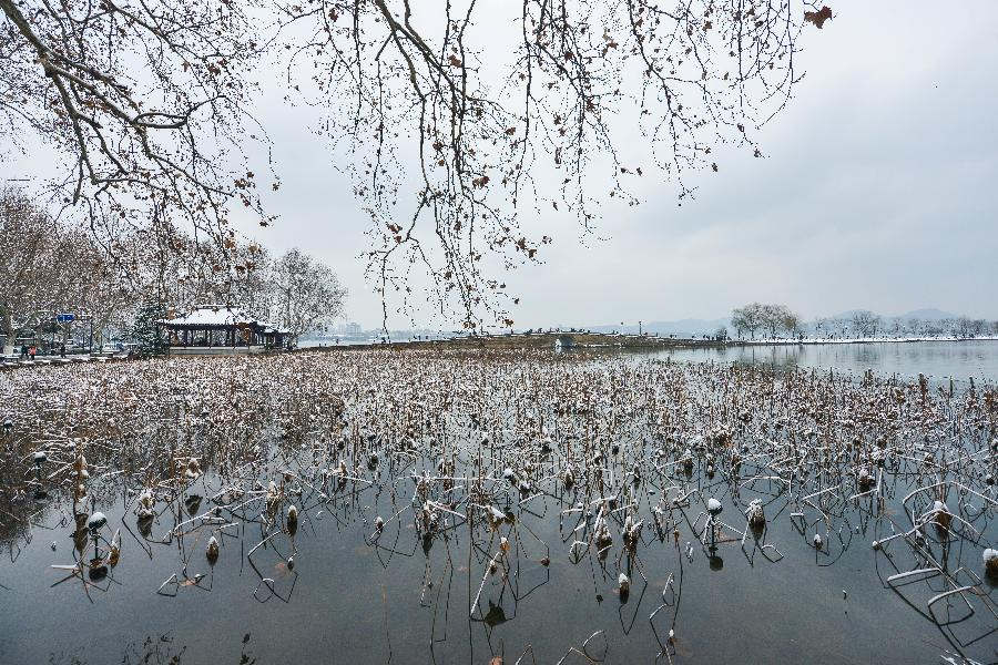 Snow covers the withered lotus in Hangzhou, capital of east China's Zhejiang Province, Feb. 8, 2013. A big range of snowfall enveloped Zhejiang Province on Friday. (Xinhua/Xu Yu) 