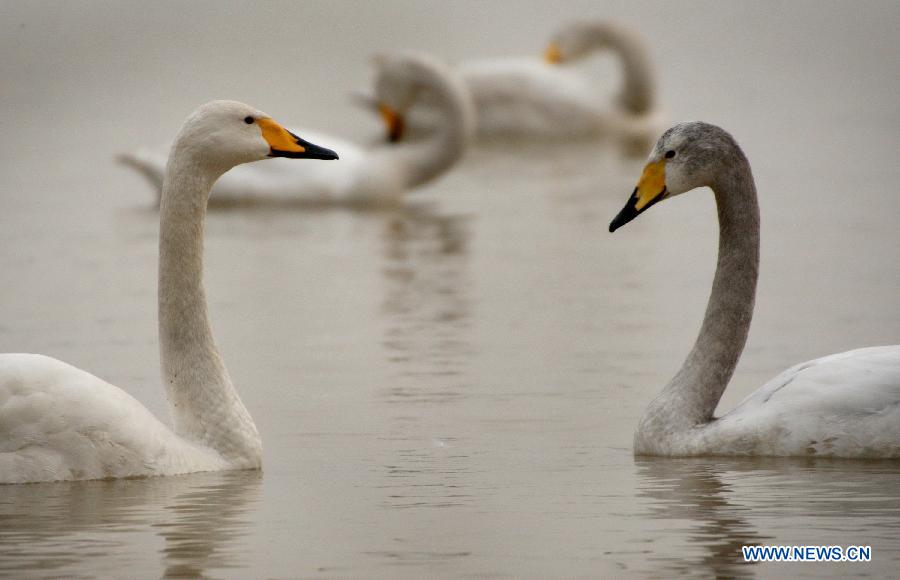 Swans are seen on the wetland of the Yellow River in Pinglu County of Yuncheng City, north China's Shanxi Province, Feb. 14, 2013. (Xinhua/Xue Yubin)