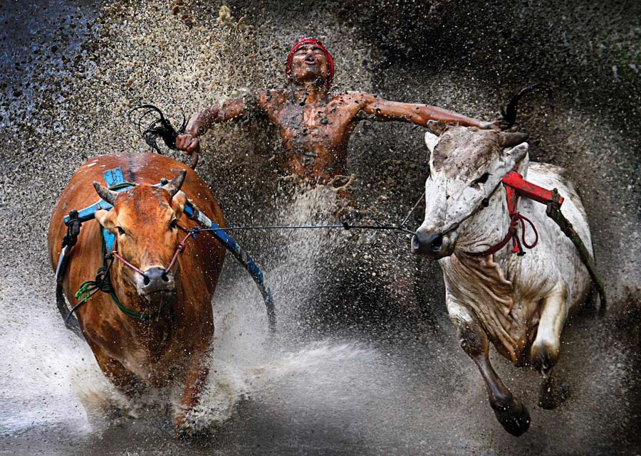 The Malaysian photographer Wei Seng Chen has won the 1st prize of Sports Action with the cattle race photo he took in west Sumatra region, Indonesia on Feb. 12, 2012.(Xinhua/AFP)