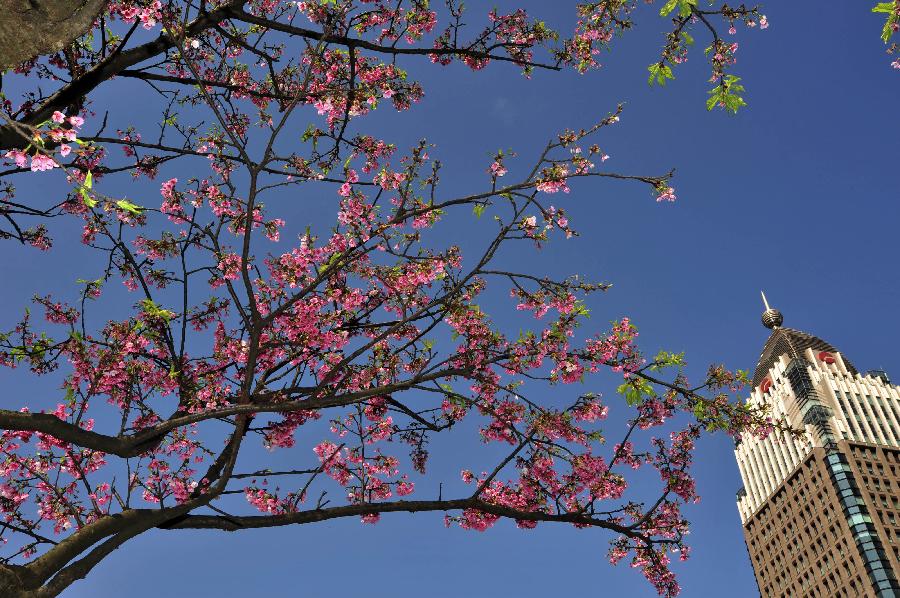 Cherry blossoms are seen near the landmark skyscraper Taipei 101 (Taipei World Financial Center) in Taipei, southeast China's Taiwan, Feb. 17, 2013. (Xinhua/Wu Ching-teng) 