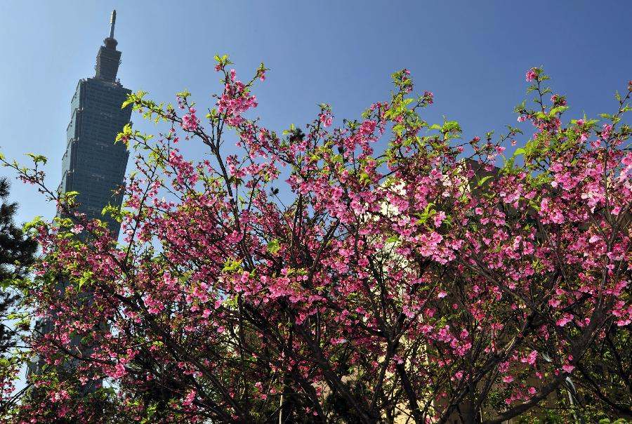 Cherry blossoms are seen near the landmark skyscraper Taipei 101 (Taipei World Financial Center) in Taipei, southeast China's Taiwan, Feb. 17, 2013. (Xinhua/Wu Ching-teng) 