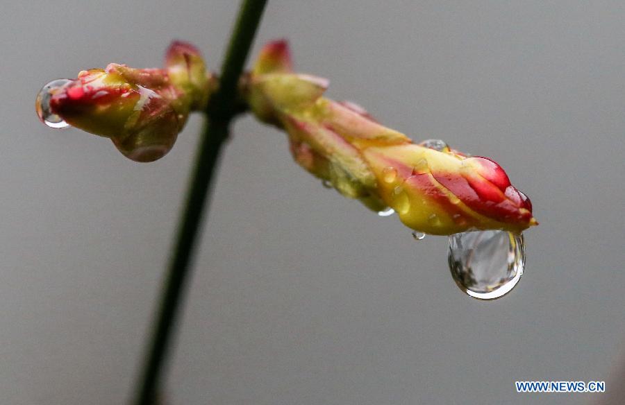 Photo taken on Feb. 18, 2013 shows the rain drops stained on a flower bud in Nanjing, capital of east China's Jiangsu Province. Monday marks the day of "Rain Water", the second one of the 24 solar terms on the ancient Chinese lunar calendar. (Xinhua/Yang Lei) 