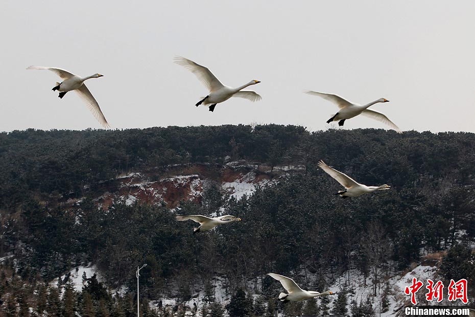 Swans are seen at the Swan Lake in Rongcheng City of East China's Shandong Province during the Spring Festival holiday. Thousands of swans spend winter in Rongcheng thanks to its comfortable ecological environment. (CNS/Chen Hongqing)