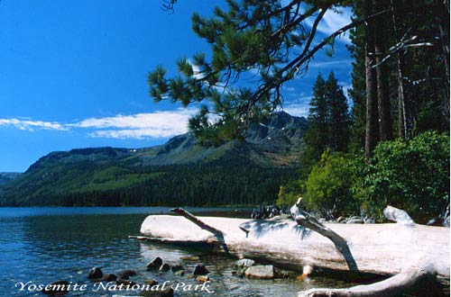 Yosemite National Park  (Source:news.xinhuanet.com)