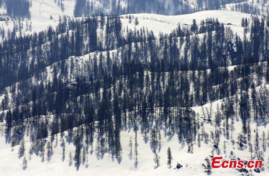 The coniferous forest located in Kanas of Northwestern Xinjiang Uygur Autonomous Region won the ninth place of the China's Most Beautiful Forests list, released by the Forest and Humankind magazine recently. (CNS/Liu Xin)