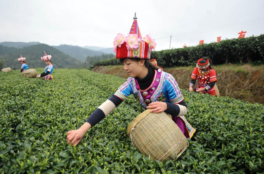 Farmers pick tea leaves in a tea plantation in Zhaoping County of southwest China's Guangxi Zhuang Autonomous Region, Feb. 20, 2013. Tea processing is one of the pillar industries in Zhaoping with an annual output of 7,000 tons. (Xinhua/Lu Boan) 