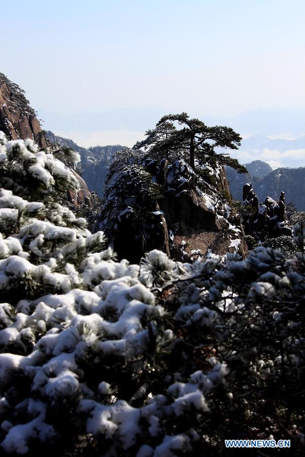 Photo taken on Feb. 20, 2013 shows the snow-covered pine trees at the Huangshan Mountain scenic area in east China's Anhui Province. (Xinhua/Shi Guangde) 