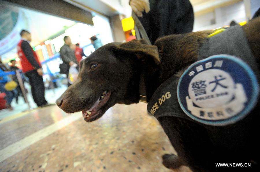 Police dog Dongdong patrols at Chengdu Railway Station in Chengdu, capital of southwest China's Sichuan Province, Feb. 20, 2013. It is the first time for the 4-year-old female Labrador to be on duty during the Chinese New Year holidays here and she was responsible for sniffing out explosive devices and materials. (Xinhua/Xue Yubin)  