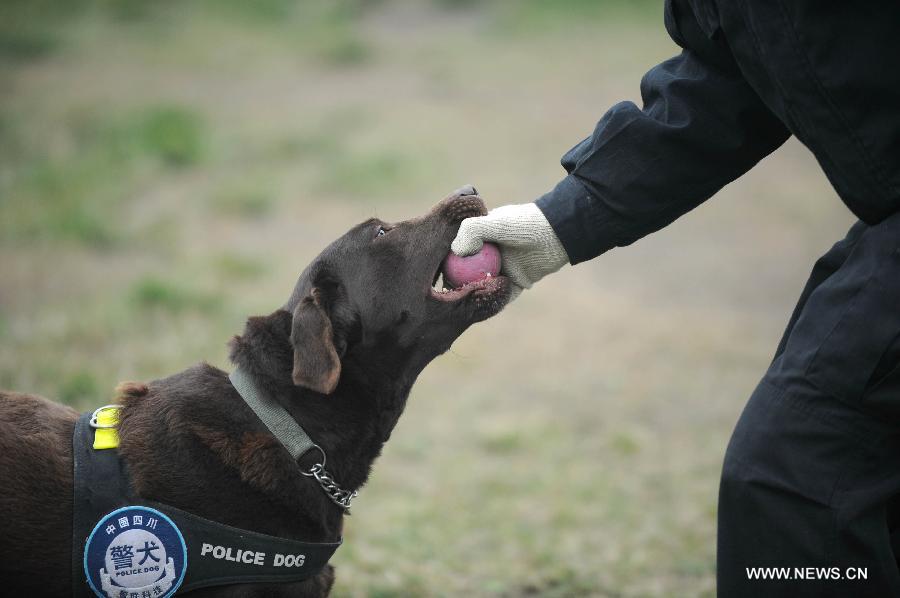 Police dog Dongdong receives training before performing her duty at Police Dog Base of Chengdu Railway Public Security Office in Chengdu, capital of southwest China's Sichuan Province, Feb. 20, 2013. It is the first time for the 4-year-old female Labrador to be on duty during the Chinese New Year holidays here and she was responsible for sniffing out explosive devices and materials. (Xinhua/Xue Yubin)  