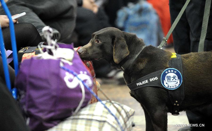 Police dog Dongdong sniffs passengers' baggage at Chengdu Railway Station in Chengdu, capital of southwest China's Sichuan Province, Feb. 20, 2013. It is the first time for the 4-year-old female Labrador to be on duty during the Chinese New Year holidays here and she was responsible for sniffing out explosive devices and materials. (Xinhua/Xue Yubin)  