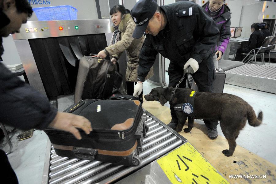 Police dog Dongdong sniffs passengers' baggage at Chengdu Railway Station in Chengdu, capital of southwest China's Sichuan Province, Feb. 20, 2013. It is the first time for the 4-year-old female Labrador to be on duty during the Chinese New Year holidays here and she was responsible for sniffing out explosive devices and materials. (Xinhua/Xue Yubin)  