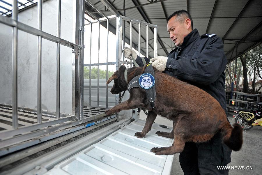 Police dog Dongdong gets on a police car to perform her duty at Police Dog Base of Chengdu Railway Public Security Office in Chengdu, capital of southwest China's Sichuan Province, Feb. 20, 2013. It is the first time for the 4-year-old female Labrador to be on duty during the Chinese New Year holidays here and she was responsible for sniffing out explosive devices and materials. (Xinhua/Xue Yubin)