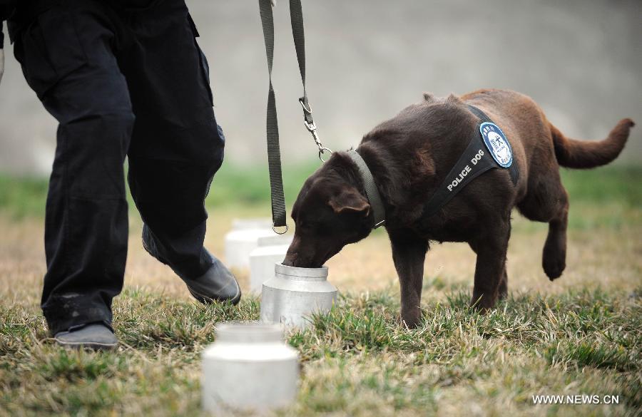 Police dog Dongdong receives training before performing her duty at Police Dog Base of Chengdu Railway Public Security Office in Chengdu, capital of southwest China's Sichuan Province, Feb. 20, 2013. It is the first time for the 4-year-old female Labrador to be on duty during the Chinese New Year holidays here and she was responsible for sniffing out explosive devices and materials. (Xinhua/Xue Yubin)  