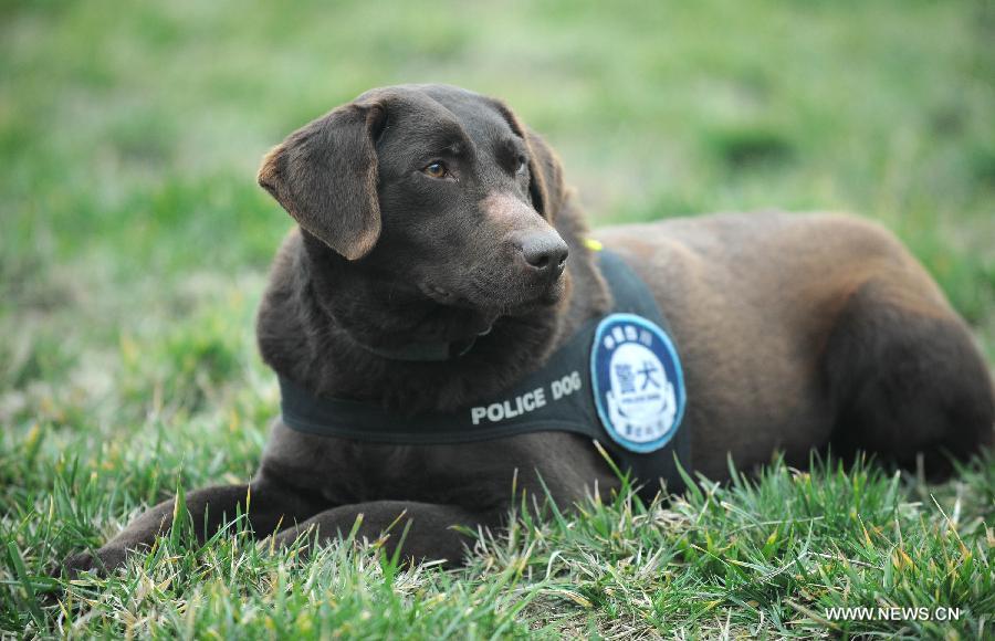 Police dog Dongdong receives training before performing her duty at Police Dog Base of Chengdu Railway Public Security Office in Chengdu, capital of southwest China's Sichuan Province, Feb. 20, 2013. It is the first time for the 4-year-old female Labrador to be on duty during the Chinese New Year holidays here and she was responsible for sniffing out explosive devices and materials. (Xinhua/Xue Yubin)  