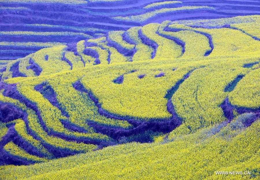 Photo taken on Feb. 21, 2013 shows the terrace decorated with cole flowers in Luoping County of Qujing City, southwest China's Yunnan Province. (Xinhua/Yang Zongyou) 