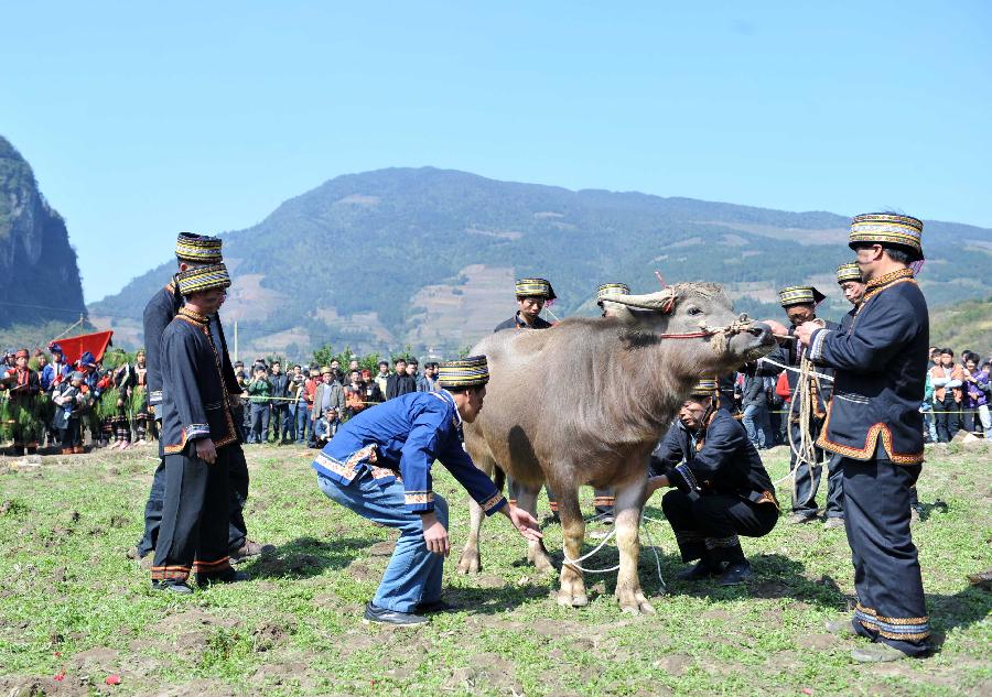 Villagers of Yao ethnic group sacrifice a bull to Panwang (King Pan), the legendary ancestor of the Yao people, at Shikou Village of Sanjiang Township in Gongcheng Yao Autonomous County, south China's Guangxi Zhuang Autonomous Region, Feb. 23, 2013. (Xinhua/Zhou Hua) 