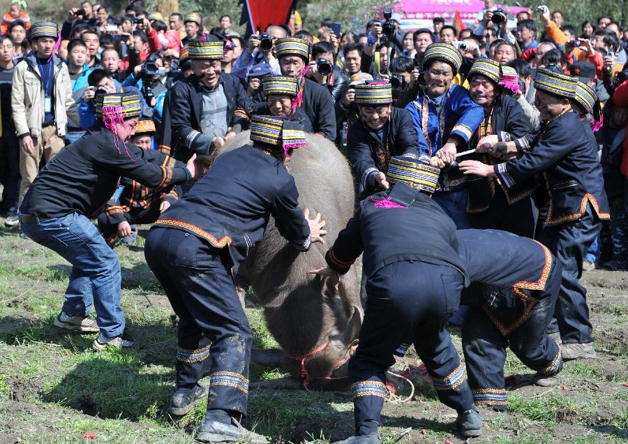 Villagers of Yao ethnic group sacrifice a bull to Panwang (King Pan), the legendary ancestor of the Yao people, at Shikou Village of Sanjiang Township in Gongcheng Yao Autonomous County, south China's Guangxi Zhuang Autonomous Region, Feb. 23, 2013. (Xinhua/Zhou Hua) 