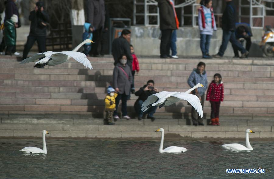 Swans fly over the Peacock River in Korla City, northwest China's Xinjiang Uygur Autonomous Region, Feb. 23, 2013. Hundreds of swans will fly from the Swan Lake in Bayanbulak, 400 kilometers away from Korla, to Korla every winter. To protect and attract more migratory birds, the local botanical garden department specially organizes a "Swan Guard" to feed birds here. (Xinhua/Jiang Wenyao)