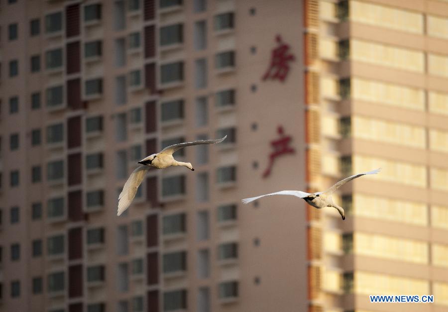 Two swans fly among buildings in Korla City, northwest China's Xinjiang Uygur Autonomous Region, Feb. 23, 2013. Hundreds of swans will fly from the Swan Lake in Bayanbulak, 400 kilometers away from Korla, to Korla every winter. To protect and attract more migratory birds, the local botanical garden department specially organizes a "Swan Guard" to feed birds here. (Xinhua/Jiang Wenyao)