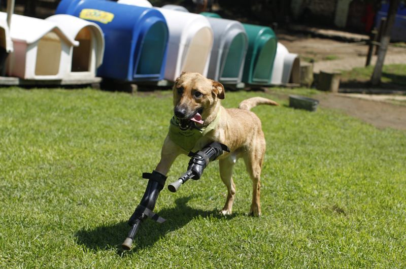 A dog enjoys running after it has new “leg”. (Photo/China.com.cn)