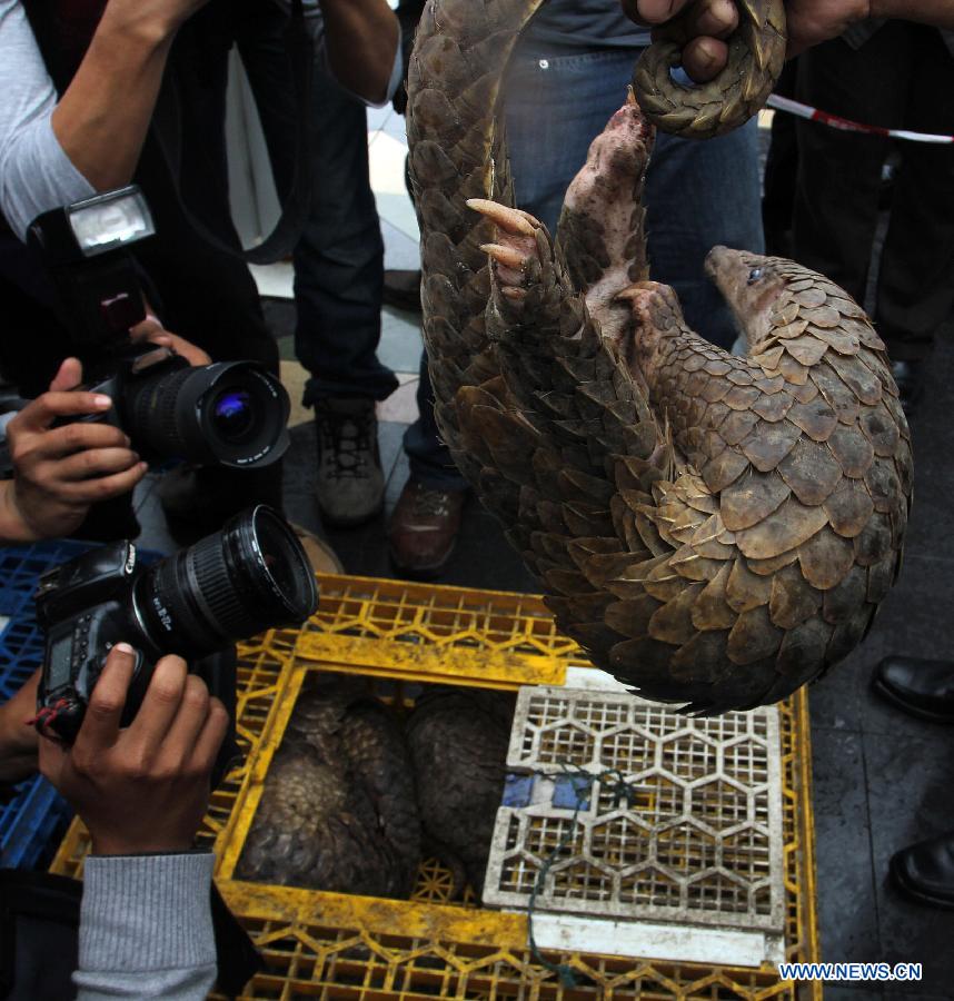 An officer shows a rescued pangolin at the Customs and Excise office in Belawan of North Sumatra Province, Indonesia, Feb. 25, 2013. Indonesian Tim Patrol Customs and Excise Customs Belawan rescued 128 endangered pangolins from a boat. (Xinhua/Fauzi Ilham Lubis)