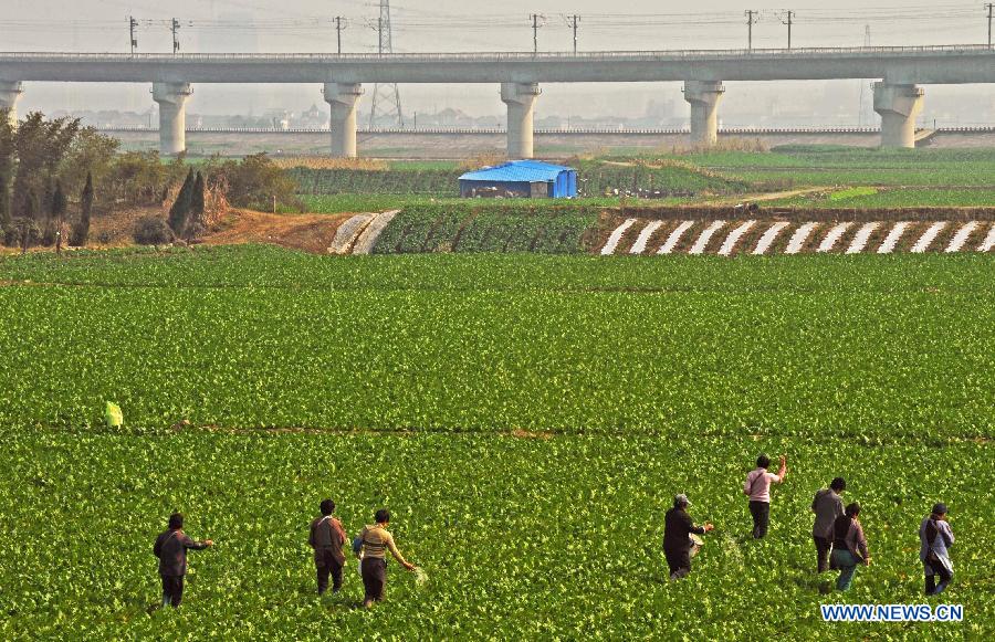 Photo taken on Feb. 25, 2013 shows people working in a farmland near the completing section of the Hangzhou-Ningbo high-speed railway in Shangyu, east China's Zhejiang Province. Designed at a top speed of 350km/h, the 150-kilometer Hangzhou-Ningbo high-speed railway linking Hangzhou and Ningbo, two hub cities in Zhejiang, will reduce the travel time to 36 minitues when it is put into operation in July 2013, as expected. (Xinhua/Tan Jin) 