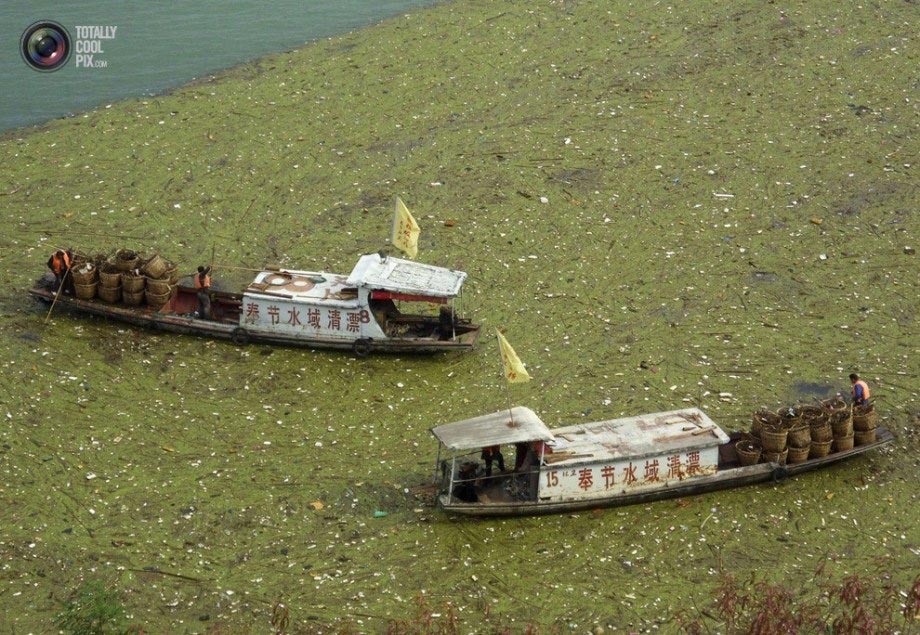 Staff cleans up garbage floating on the Yangtse River.(File Photo)