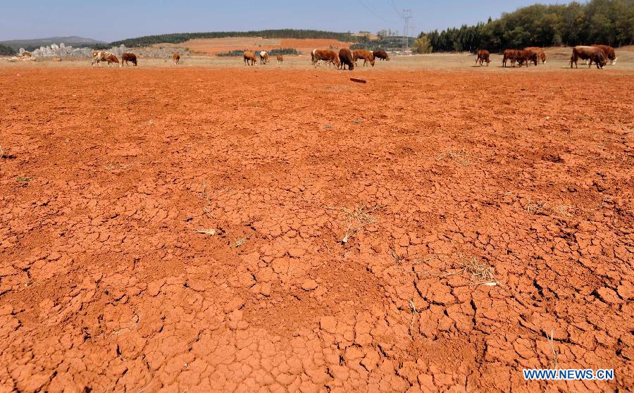 Cows seek for food at a dried reservoir in Shilin County of southwest China's Yunnan Province, Feb. 27, 2013. About 600,000 people are facing shortage of drinking water amid severe drought that hit southwest China's Yunnan Province for the fourth straight year, and the current drought has affected 5.11 million mu of cropland in the province China's drought relief authority said Feb. 21, 2013. (Xinhua/Lin Yiguang)