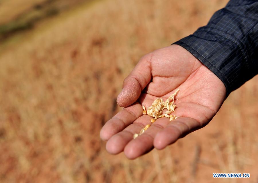 A man shows the drought-hit wheat at Shilin County in southwest China's Yunnan Province, Feb. 27, 2013. About 600,000 people are facing shortage of drinking water amid severe drought that hit southwest China's Yunnan Province for the fourth straight year, and the current drought has affected 5.11 million mu of cropland in the province China's drought relief authority said Feb. 21, 2013. (Xinhua/Lin Yiguang) 