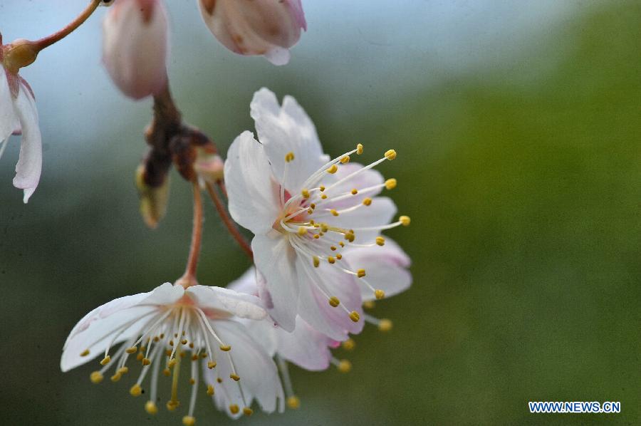 Photo taken on Feb. 28, 2013 shows sakura blossoms in Wangling Park in Changsha, capital of central China's Hunan Province. Sakura flowers in Changsha began to bloom as temperature rised.(Xinhua/Long Hongtao) 