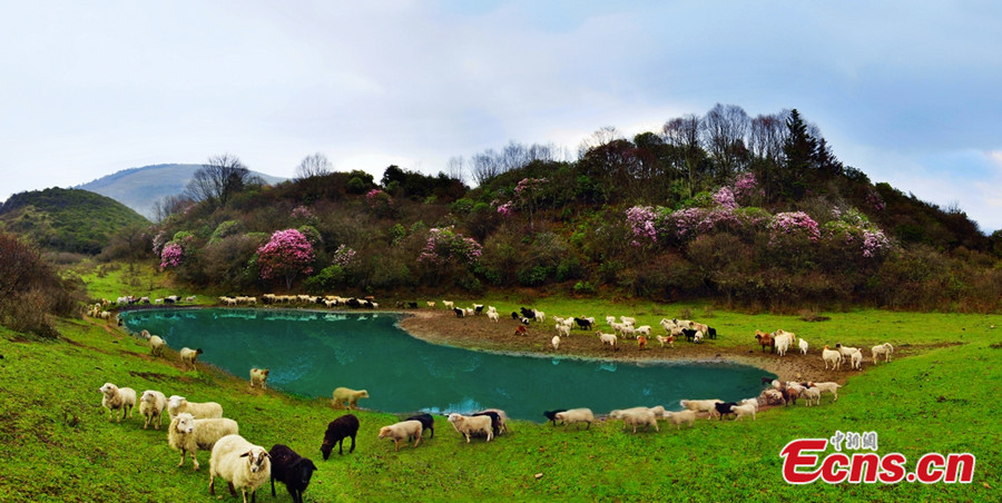 Baoxing County is located in the north of Ya'an City and the west of Sichuan Province, and has an area of 3,114 square kilometers. UNESCO named Baoxing as a part of the World Heritage Site, the "Sichuan Giant Panda Sanctuaries - Wolong, Mt Siguniang and Jiajin Mountain" in 2006. (CNS / Gao Huakang)