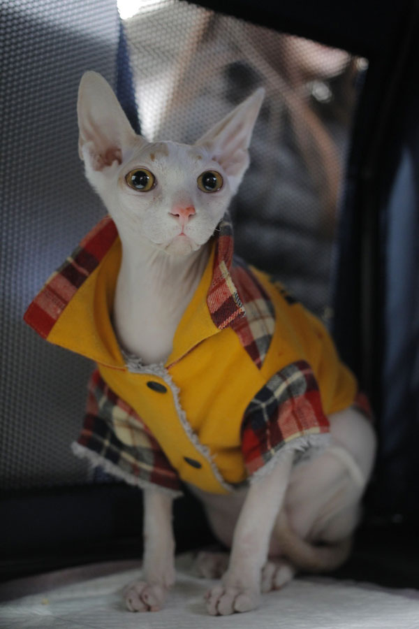 Pets with hilarious expressions attract visitors to Shanghai Pet Fair (15)